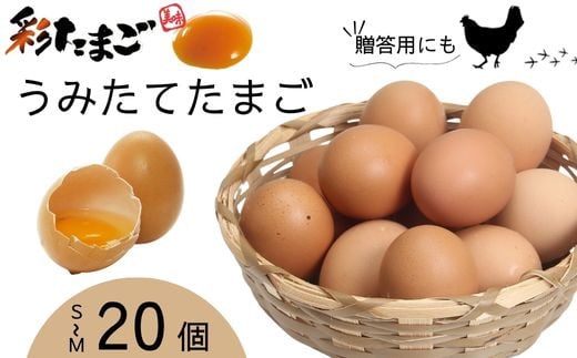 彩たまご うみたてたまご20個入り 化粧箱 60サイズ ｜ 養鶏場直送 新鮮 卵 たまご タマゴ 玉子 生卵 鶏卵 彩 国産 産みたて 久喜市 埼玉県 箱入り