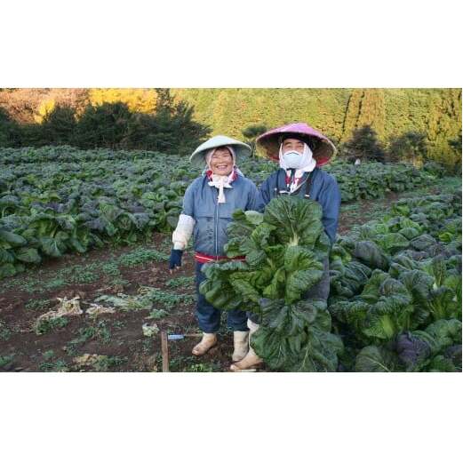 【3回定期便】高菜乃華4個入りセット 高菜漬一筋-前田食品工業 辛子めんたい高菜 辛子高菜 葉がくれ 高菜ご飯の素 F18-32_イメージ3