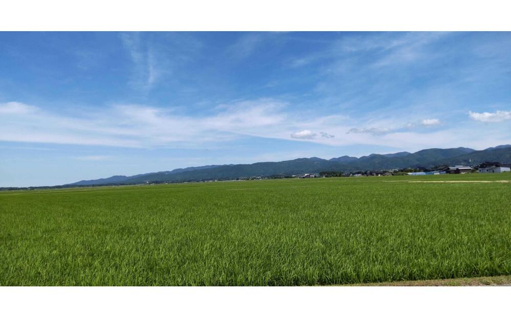 令和7年産 佐渡産コシヒカリ米「朱鷺と暮らす郷」10kg(5kg×2個) 佐渡・今井茂助商店おすすめ