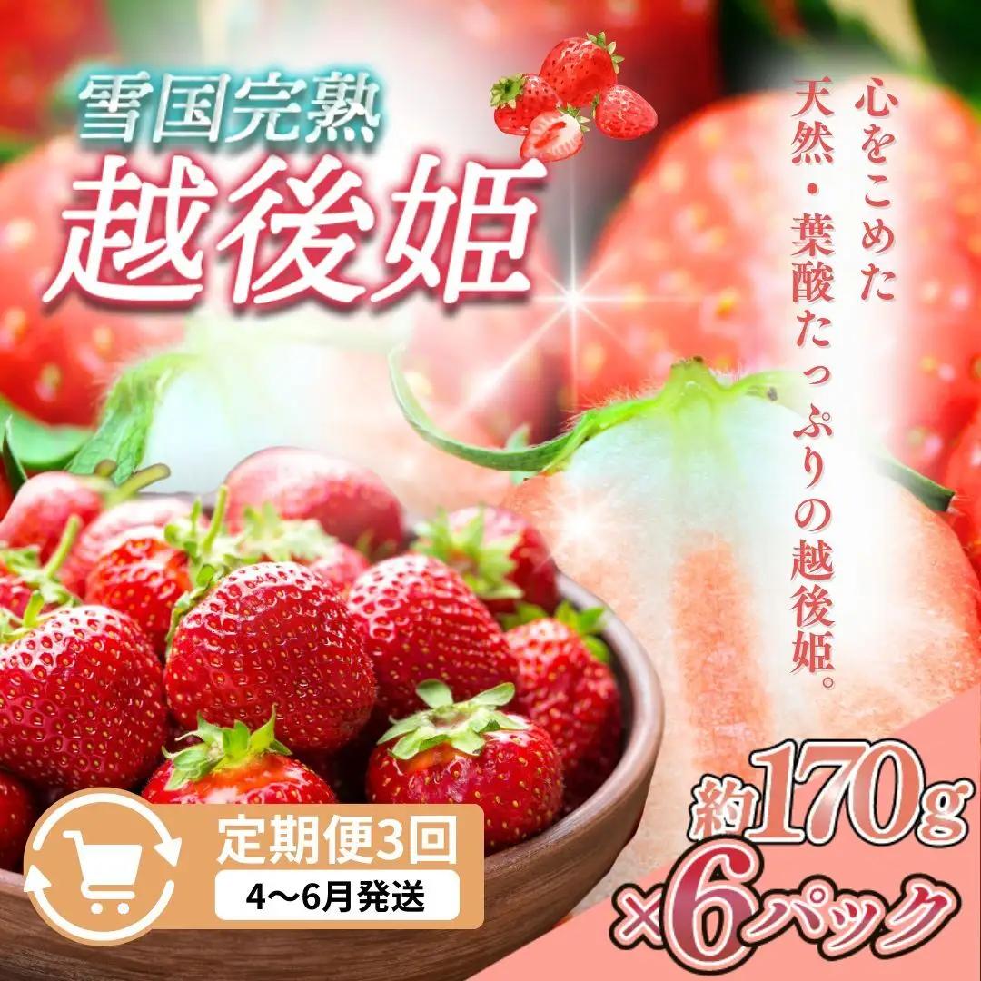 【先行予約 定期便3回】越後姫 いちご 雪国完熟 4〜6月 170g×6回 いちご