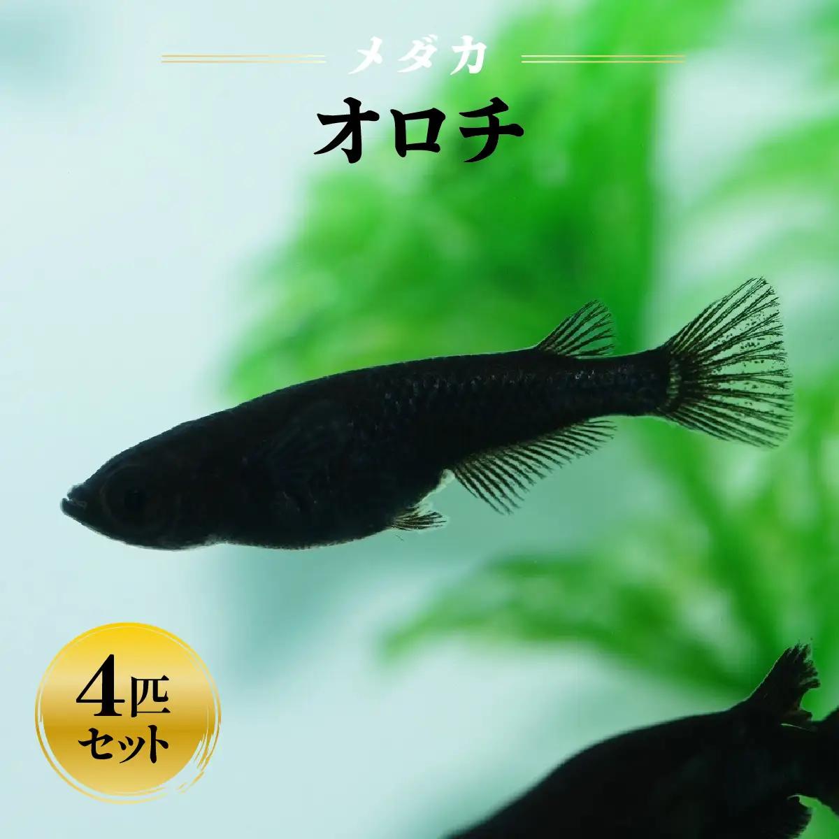 メダカ「オロチ」4匹セット HNNAD005
