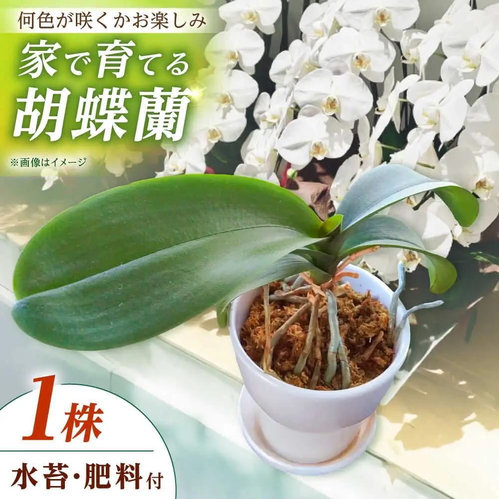 【家で育てる！】胡蝶蘭を育てようセット (苗、水コケ、肥料)  胡蝶蘭 洋蘭 苗 [BDAB003]