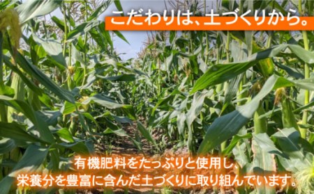 【先行予約】農家直送！こだわりスイートコーン 約3kg（8～12本程度）【玉葱農家 陣内ちひろ】[IAO014]