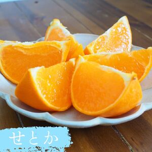 【先行予約】 果樹 せとか 苗木 果樹苗 柑橘類 蜜柑 ミカン みかんの木 家庭菜園 植物 果物 くだもの 2025年10月より発送 オンライン決済限定 静岡県 藤枝市