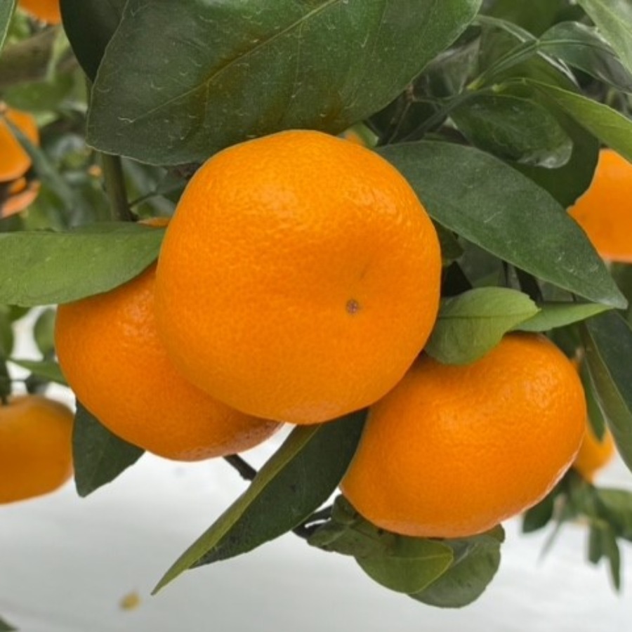 ＜大塚園＞青島みかん5kg