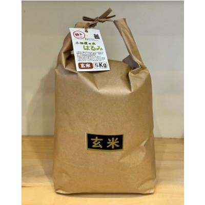 ふるさと納税 小田原市 令和7年産 小田原の米「はるみ」玄米 20kg(5kg×4袋)