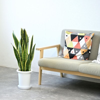 観葉植物 サンスベリア・ローレンティー 7号鉢(鉢カバーなし)【配送不可地域：離島・沖縄県】