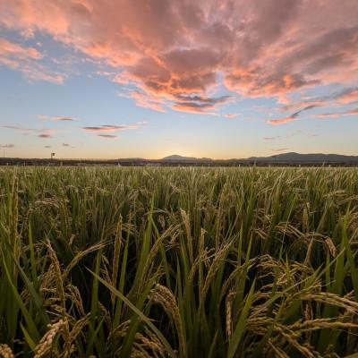 ふるさと納税 鶴岡市 令和7年鶴岡産 はえぬき 白米 5kg |  | 03