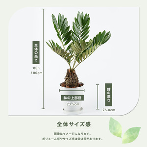 2026年5月中旬～発送 観葉植物 ザミア ・ プミラ 80cm～100cm ホワイト鉢 専用受皿付 T&P 035-1351 観葉植物