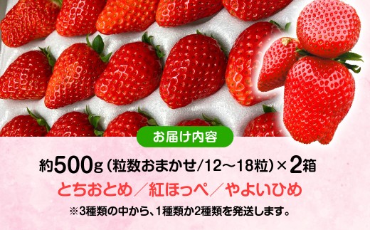 【先行予約・2027年1月～発送】農家直送！窪原さんちのこだわり極上、完熟いちご　（とちおとめ、紅ほっぺ、やよいひめのいずれかを約１㎏）／ふるさと納税 いちご 苺 イチゴ とちおとめ 紅ほっぺ やよい