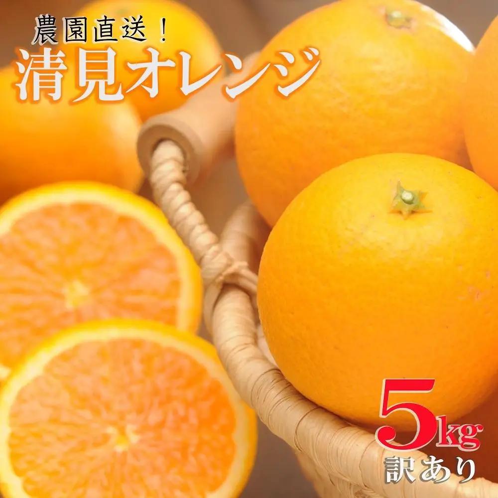 訳あり 清見オレンジ 混合 5kg ｜清見オレンジ
