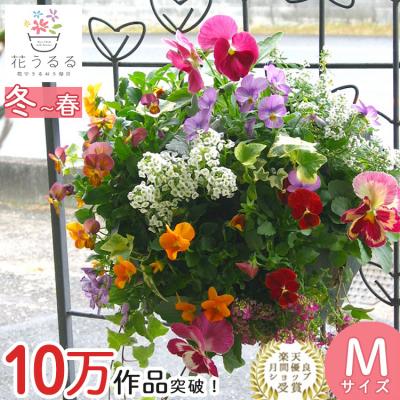 ふるさと納税 山口市 パンジー・ビオラの花うるるハンギング寄せ植え「カシスオレンジ Mサイズ」 D086