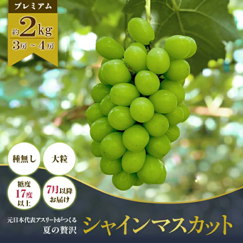 【ふるさと納税】 早期予約 朝採りシャインマスカット 約2kg (3房-4房) シャインマスカット ぶどう 葡萄 ブドウ 果物 くだもの 果実 フルーツ デザート スイーツ アイス シャーベット ジェラート ふるさと納税シャインマスカット 人気 おすすめ 送料無料 ふるさと納税