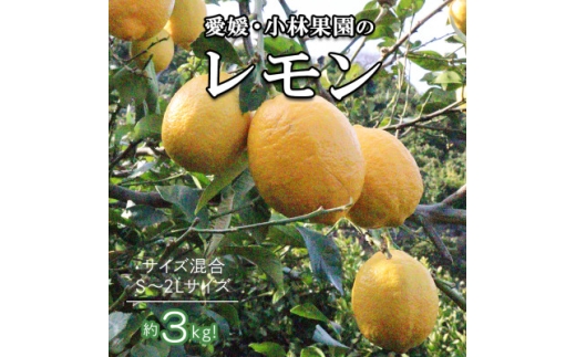 愛媛県八幡浜市産 柑橘農家が育てたレモン 約3キロ＜C24-40＞【1712455】