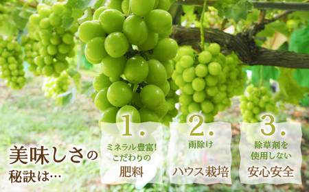 ＜2024年先行予約＞厳選！山梨県笛吹市産 シャインマスカット 約700g（1房） 156-005