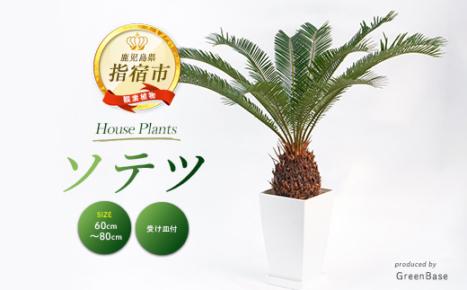 【観葉植物】ソテツ60cm～80cm (Green Base/IB003-050) 南国鹿児島県で育った 観葉植物！植物 鉢付 インテリア 室内 オフィス おしゃれ プレゼント ギフト 開店祝い 移転祝い ※北海道・沖縄・離島配送不可