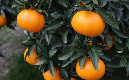 せとか 4L～Lサイズ みかん 蜜柑 柑橘 果物 くだもの フルーツ 【2026年2月下旬～2026年3月下旬発送予定】(521-1)