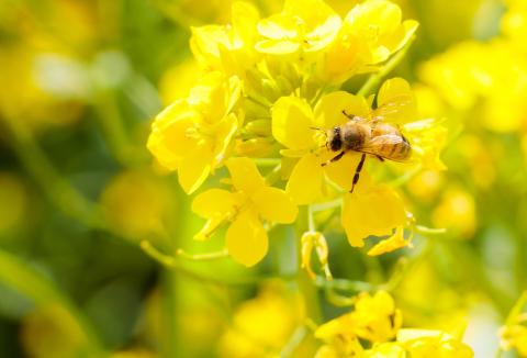 高原町産天然はちみつ 1.2kg(600g×2本) 国産のおいしい蜂蜜 TF0364-P00011