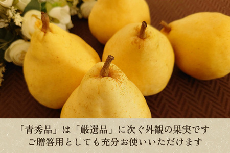 【2026年先行予約】たかはし果樹園 謹製 新潟特産 幻の洋梨ル・レクチェ 青秀品 約3kg 《11月下旬～順次配送》