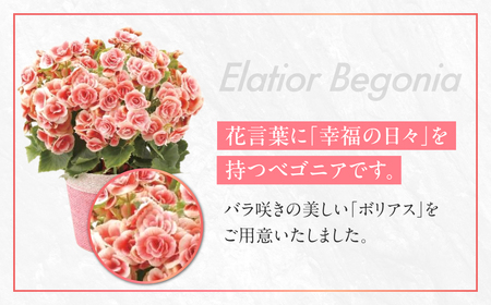 《母の日までにお届け》エラチオールベゴニア ボリアス ベゴニア 花 花 鉢植え 鉢 鉢花 花 観葉植物 植物 5号鉢 人気 おしゃれ かわいい 母の日 プレゼント 贈り物 贈答 ギフト 冬 フラワーギ