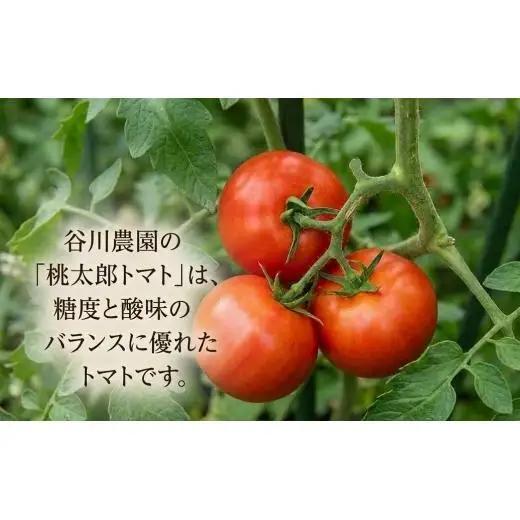 トマトジュース ＜3ヵ月毎定期便/全3回＞ 谷川農園 桃太郎トマトジュース 180ml×12本 《無添加》 北海道 安平町 【4001379】