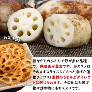 S089-010_天草蓮根　約4キロ