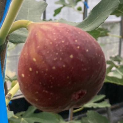 ふるさと納税 うきは市 【2026年産先行受付】いちじく(とよみつひめ8パック) 102-0209 |  | 01