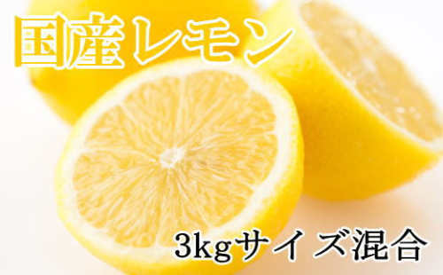 【産直】和歌山産レモン約3kg（サイズ混合）※2025年3月中旬～2025年5月下旬頃に順次発送予定【tec504A】