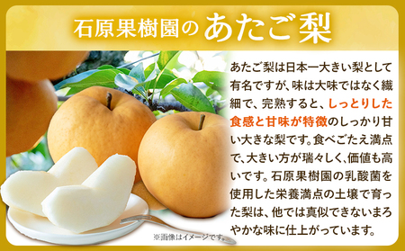 【先行予約】梨 なし 梨 旬 あたご梨 1玉 鴨梨 1玉 計2玉 贈答箱 石原果樹園 《11月中旬-12月下旬頃出荷》岡山県 浅口市 果物 フルーツ 梨 詰め合わせ 贈答用