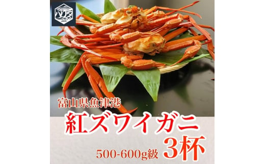 魚卸問屋のベニズワイガニ 500～600g級×3杯 はりたや ※2024年12月上旬～2025年5月下旬頃に順次発送予定 ※北海道・沖縄・離島への配送不可