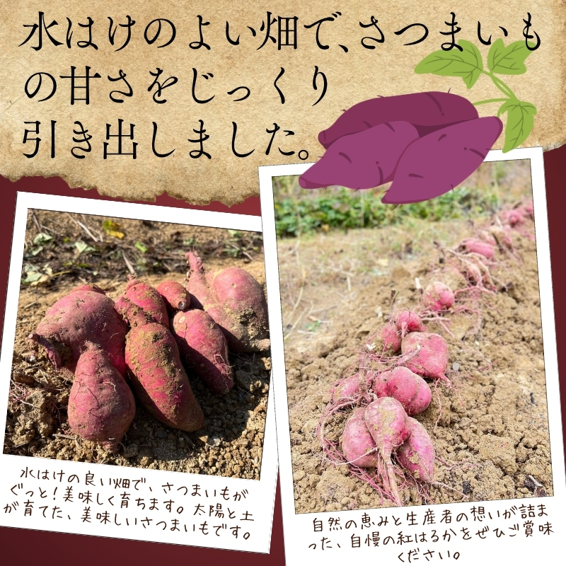 紅はるか さつまいも 生芋 10kg ｜ 熟成 数量限定 甘い 焼き芋 バター焼き サラダ 天ぷら スイーツ スイートポテト 大阪 河内長野 中村オリジナルぶどう園 訳あり 料理 国産 野菜 食育_イ