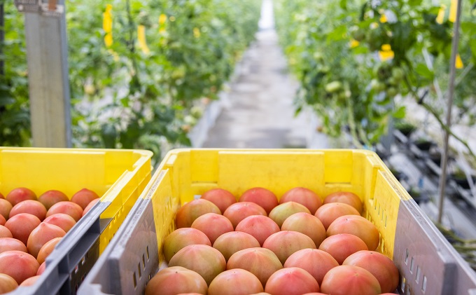 期間限定【産地直送】瀬戸内はれトマト（桃太郎トマト）9玉 約1.3kg 野菜 夏野菜 リコピン 岡山県産 サラダ 料理 緑黄色野菜 