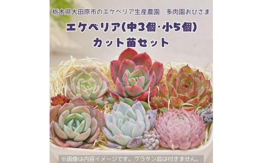 
名無しエケベリア(中3個・小5個+セダム他)カット苗セット
