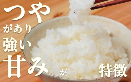 令和7年 新米 南足柄産のブランド米「はるみ(精米)」 5kg×2袋 計10kg＜出荷時期：2025年10月末頃より順次出荷予定＞【 お米 神奈川県 南足柄市 】
