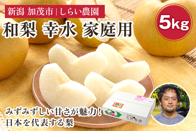 
                  【2026年先行予約】しらい農園の和梨 幸水 家庭用5kg（8～18玉） 《8月下旬～順次発送》 果実 フルーツ  訳あり 甘くてジューシーな梨 なし こうすい 加茂市 しらい農園
                