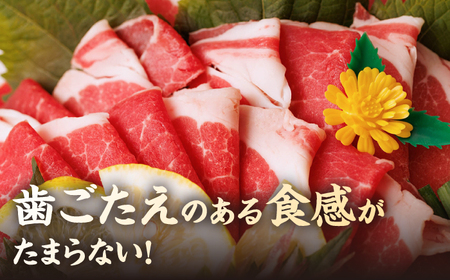 【12回定期便】ヤング馬刺し 計600g（6pc）＋タレ大【馬刺しの郷 民守】  肉 馬肉 馬 熊本県 特産品 特産 馬刺し  [ZBL103]