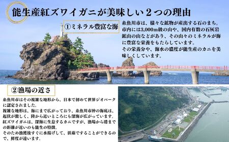 【浜茹で】紅ズワイガニ×3杯 日本海直送 紅ずわいがに 姿 新潟県糸魚川 マリンドリーム能生のカニ屋横丁からお届け！ ベニズワイガニ お届け日指定可能 ボイル 【かに カニ 新鮮 日付指定可能 冷凍 