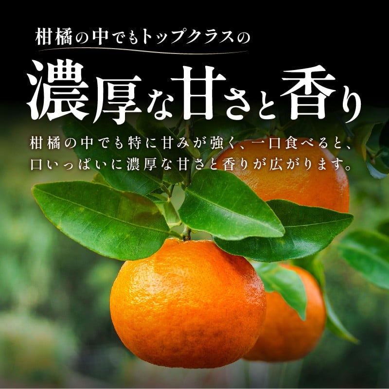 【2026年発送 先行予約品】