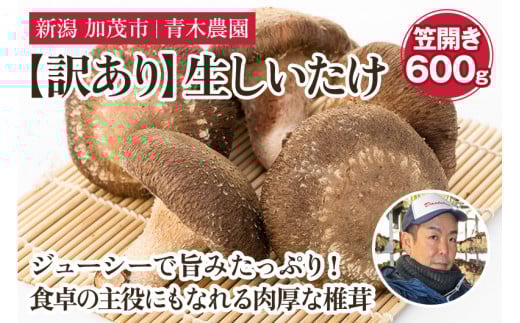 【2025年先行予約】【訳あり】生しいたけ 笠開き 約600g（11～21個）《10月中旬から順次発送》 品評会で金賞受賞！ きのこ 訳あり しいたけ 椎茸 特大 食べ応えある大きさ 肉厚で旨味たっぷり！ 加茂市 青木農園