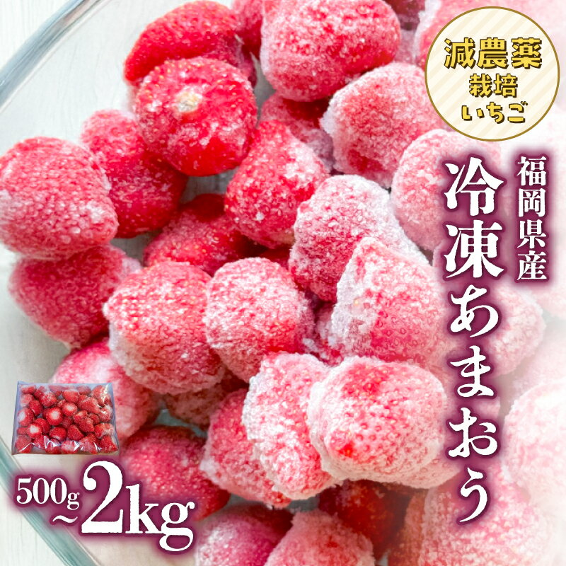 【ふるさと納税】【選べる内容量】冷凍いちご 大月いちご園（500g・1kg・2kg） あまおう いちご 苺 イチゴ フルーツ くだもの 朝採り 冷凍 アレンジ 小分け 食べきり 大容量 福岡県 八女市