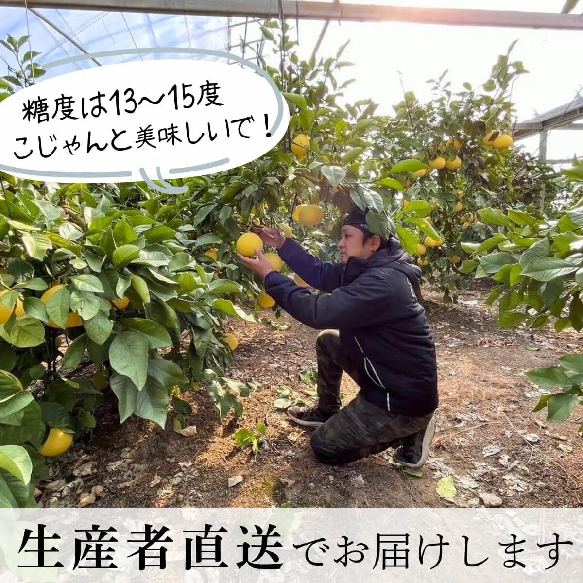 【先行予約】【訳あり】温室土佐文旦 家庭用 約5kg （8?12玉） 高知県土佐市 【土佐文旦の藤岡】 [BQBJ005]