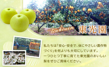 先行予約 二十世紀梨 4kg 2026年9月発送 梨
