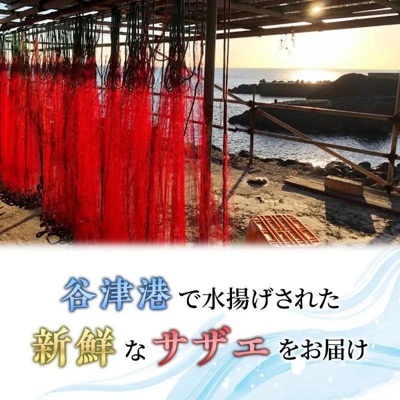 サザエ 活サザエ 5〜15個 活きたまま お届け 海鮮 サザエ