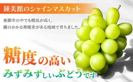 【鐘美館】標高750mで育ったシャインマスカット1キロ以上（2～3房） ※2025年10月上旬以降順次発送 シャインマスカットシャインマスカットシャインマスカットシャインマスカットシャインマスカット