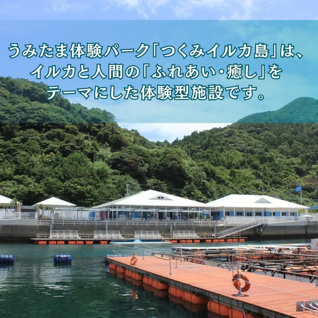 イルカ体験【お土産付】 市長が案内する「つくみイルカ島」 ペア入場券