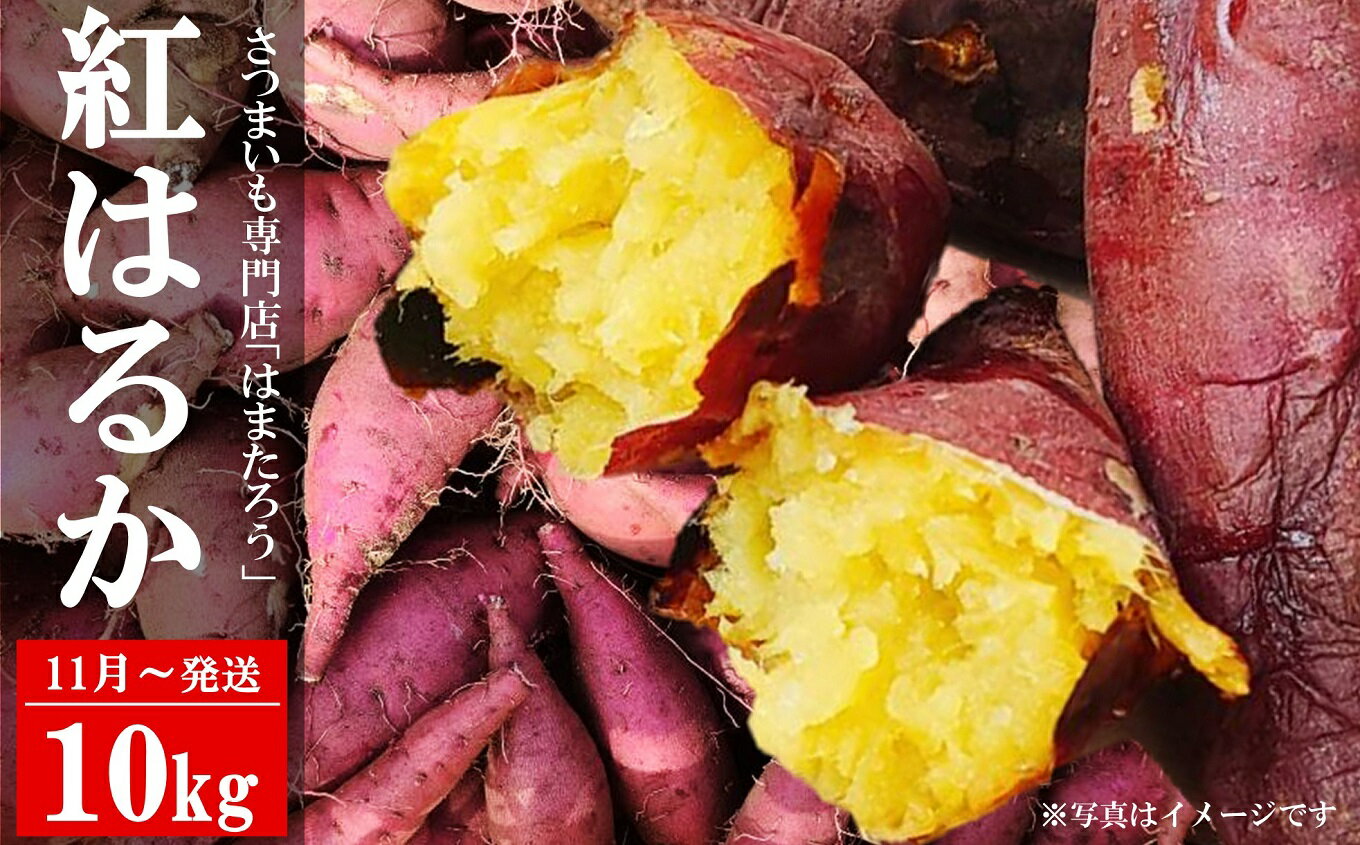 【ふるさと納税】さつまいも 紅はるか 10kg 新潟県柏崎産 はまたろう【数量・期間限定】[ZF323]【 新潟県 柏崎市 】