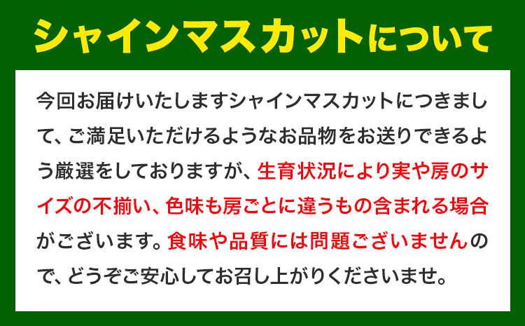 【2025年出荷先行予約】 厳選 シャインマスカット 訳あり 約600g ぶどう マスカット フルーツ 先行予約 2025  果物 岡山 不揃い 晴王 ブドウ ご家庭用 シャイン 先行予約 お手頃--