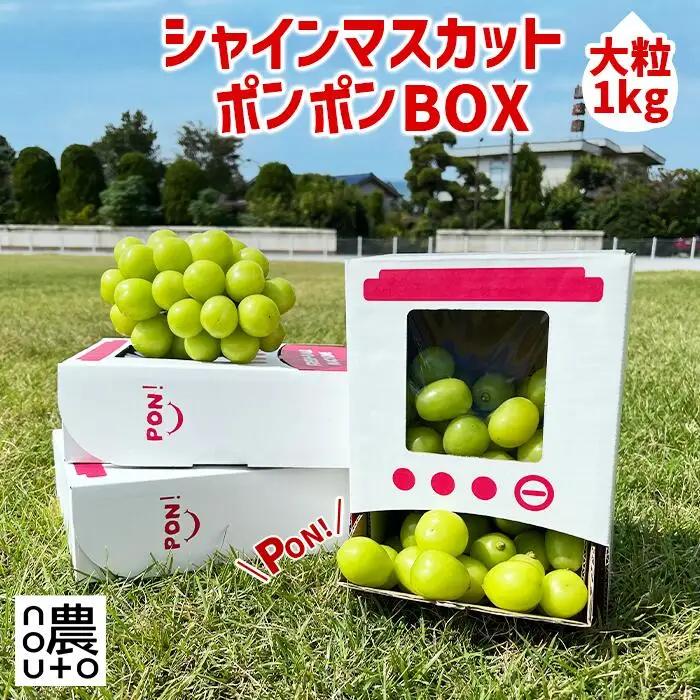 【2026年発送★先行予約】シャインマスカット 山梨 「ポンポンBox 大粒2房分」 154-050-26y ※クール便 |種なし ぶどう ギフト 贈答 山梨県 山梨産 笛吹市 フルーツ シャイン マスカット 人気 ランキング コスパ 数量限定
