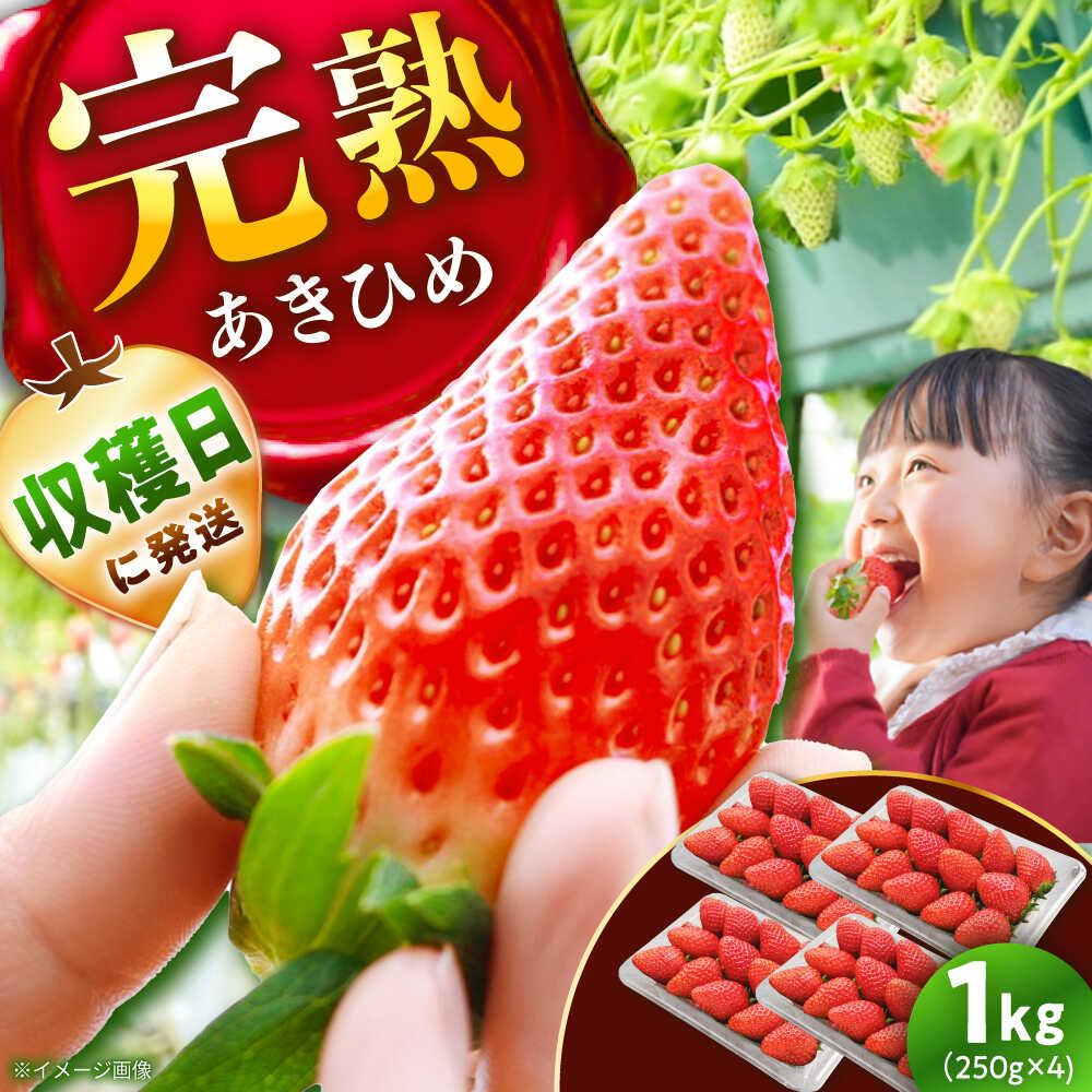 【ふるさと納税】【先行予約】【2026年1月上旬から3月下旬に順次発送】苺 あきひめ 250g×4パック / いちご イチゴ 苺 完熟 完熟苺 ストロベリー あきひめ 章姫 新鮮 果物 フルーツ 冬 冬限定 季節限定 ギフト 贈答 人気 おすすめ 産地直送 / 恵那市 / 阿部農園[AUGA003]