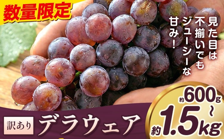 
                  【2026年先行予約】デラウェア ぶどう 訳あり ご家庭用 選べる内容量 約600g 約1.2kg 約1.5kg《2026年7月上旬-8月上旬頃出荷》大阪府 羽曳野市 送料無料 ブドウ 葡萄 フルーツ 果物 羽曳野市産 一大産地 青果 お取り寄せフルーツ
                